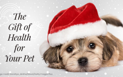 The Gift of Health for Your Pet