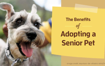 The Benefits of Adopting a Senior Pet