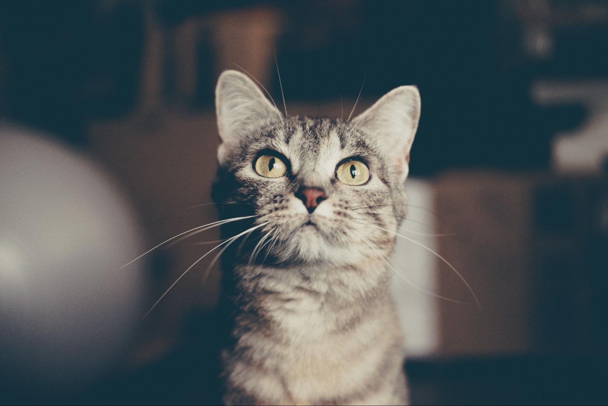 Taking Care of Your Feline How Regular Veterinary Visits Can Improve Your Cat’s Life