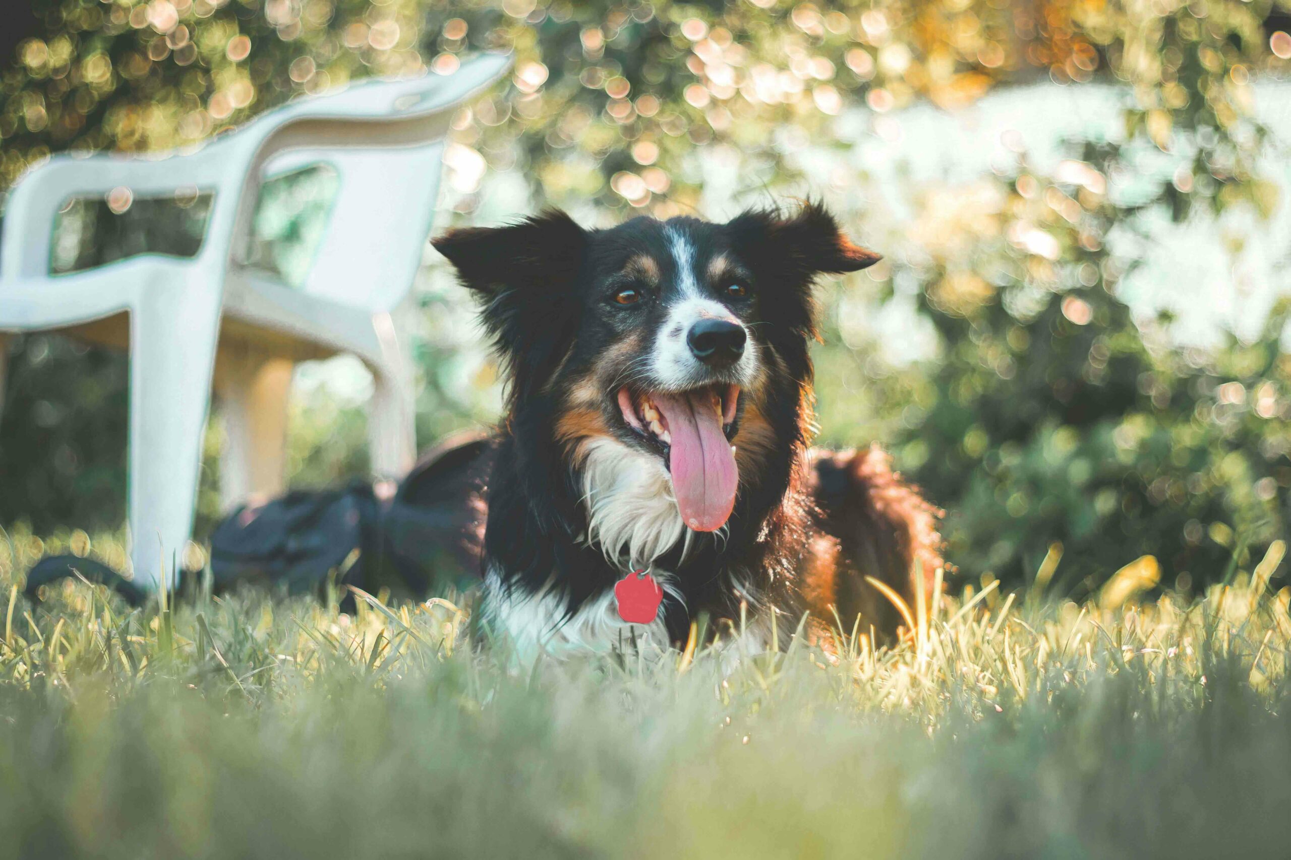 Don’t-Let-Summer-Stress-Out-Your-Pet