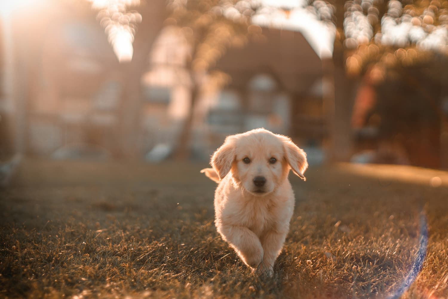 dog-days-of-summer